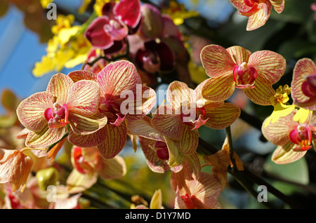 Pink and Yellow Moth Orchid Hybrids, Phalaenopsis sp., Orchidaceae. Originally from Asia. Stock Photo