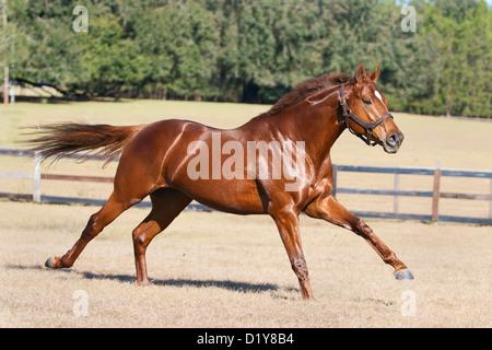 Bright chestnut Thoroughbred stallion gallops on a winter day in pasture. Stock Photo