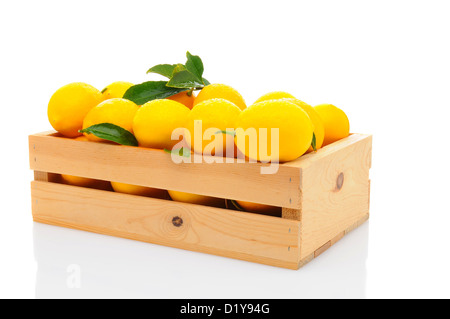 A wooden crate full of fresh picked lemons. Horizontal format isolated on a white background with reflection. Stock Photo