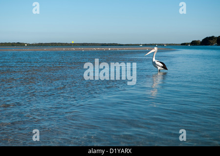 Australian Pelican (Pelecanus conspicillatus), Pumicestone Passage, Sunshine Coast, Queensland, Australia Stock Photo