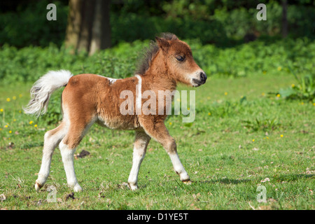 Miniature Shetland Pony. Pinto foal walking on a meadow Stock Photo
