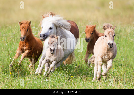 Miniature Shetland Pony. Group of mares and foals in a gallop on a meadow Stock Photo