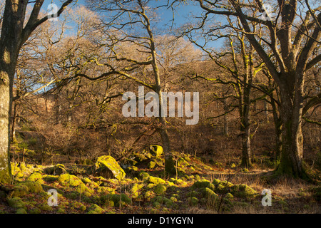 The ancient oak forest at Glen Trool is one of the least spoiled natural sessile oak woodland in Scotland Stock Photo