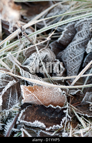 close up of frosty leaves on the ground. Stock Photo