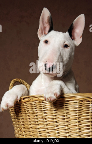 Miniature Bull Terrier (Canis lupus familiaris). Puppy looking out from a wicker basket Stock Photo