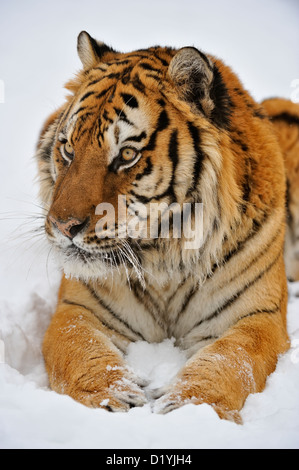 Siberian/Amur tiger (Panthera tigris altaica), captive raised specimen, Bozeman Montana, USA Stock Photo