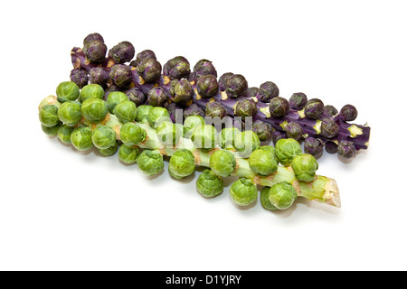 Brussel sprouts on the stem or stalk.isolated on a white studio background. Stock Photo