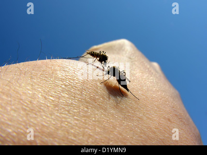 two mosquitoes on the human arm Stock Photo