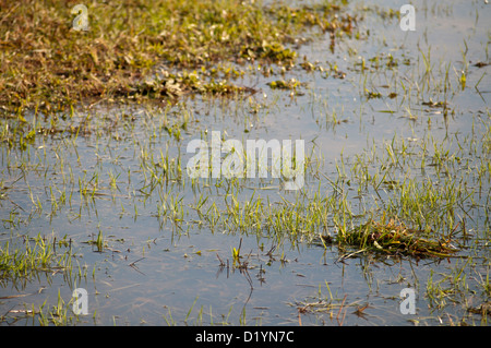 Flooded Stock Photo