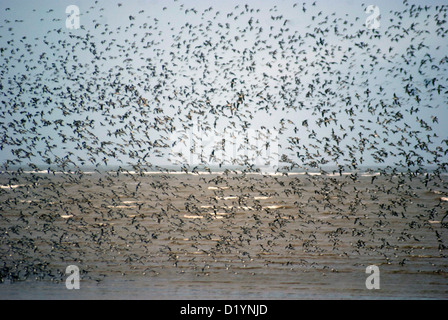 Flock of sea birds flying across the sea against a blue sky Stock Photo