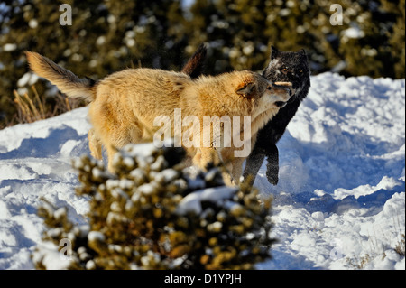 Grey Wolf Timber Wolf (Canis lupus) Pack interaction behaviour, captive raised specimen, Bozeman Montana, USA Stock Photo