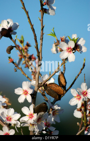 Sweet almond blossom, Prunus dulcis, flowering in ferbruary, Malaga, Spain. Stock Photo
