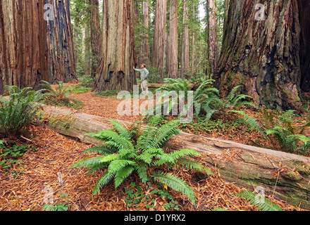 Jedediah Smith Redwood State Park, CA, USA Stock Photo