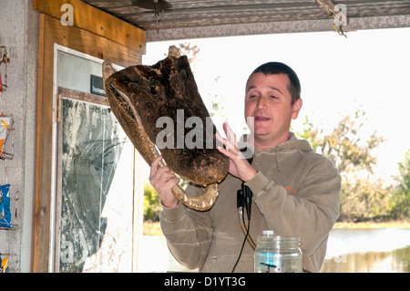 Guide shows an alligator head, Jean Lafitte National Historical Park and Preserve, Louisiana, USA ,North America Stock Photo