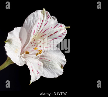 Alstroemeria flower on black background Stock Photo