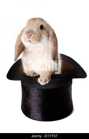 Little easter lop rabbit in a magician's hat Stock Photo