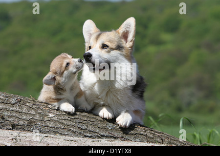 Dog  Pembroke Welsh corgi adult and puppy different colors cuddly Stock Photo