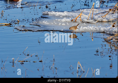 Song sparrow (Melospiza melodia) at edge of ice in pond, Bosque del Apache National Wildlife Refuge, New Mexico, USA Stock Photo