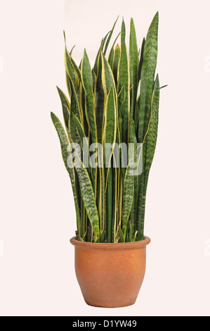 Mother in law's tongue or snake plant, Sanseviera trifasciata,used an an air purifying house plant with strong leaf fibres Stock Photo