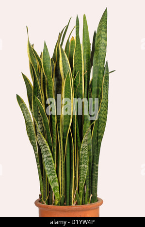 Mother in law's tongue or snake plant, Sanseviera trifasciata, used as an air purifying house plant with strong leaf fibres Stock Photo