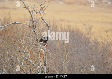 Bald eagle (Haliaeetus leucocephalus) Eating prey in a snowstorm, Bozeman, Montana, USA Stock Photo
