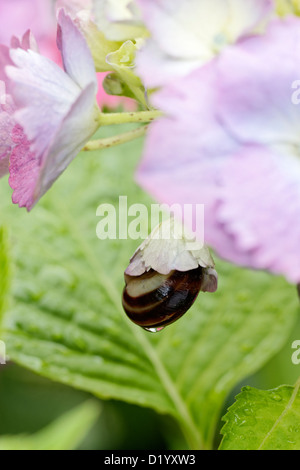 Garden snail sheltering from the rain in a newly opened hydrangea mophead flower Stock Photo