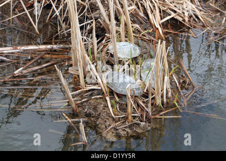 Three Western Painted Turtles sunning themselves on a mud flat in a marsh in spring in Winnipeg, Manitoba, Canada Stock Photo