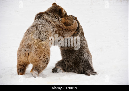 Grizzly bear (Ursus arctos) Siblings wrestling, play-fighting, captive raised specimen, Bozeman Montana, USA Stock Photo
