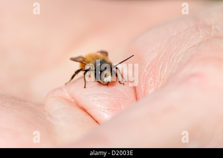 Male, Red Mason bee (Osmia bicornis) on a male human hand Stock Photo