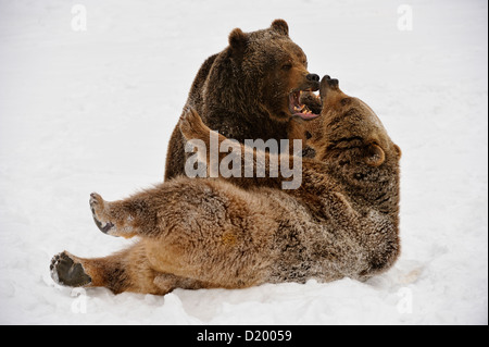 Grizzly bear (Ursus arctos) Siblings wrestling, play-fighting, captive raised specimen, Bozeman Montana, USA Stock Photo