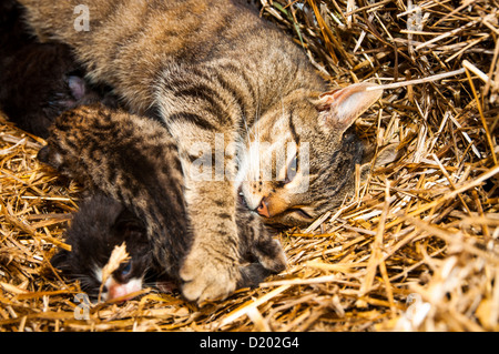 An image of young cats in the barn lying on the straw Stock Photo