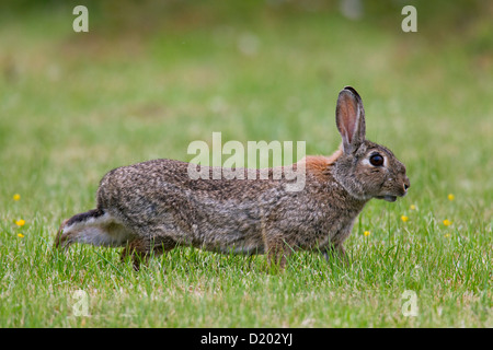 European rabbit / common rabbit (Oryctolagus cuniculus) stretching back and hind legs in field Stock Photo