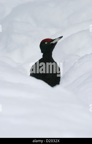 Male Black Woodpecker Dryocopus martius in snow Stock Photo