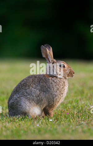 European rabbit / common rabbit (Oryctolagus cuniculus) sitting in meadow Stock Photo