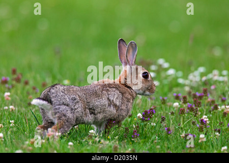 European rabbit / common rabbit (Oryctolagus cuniculus) stretching limbs in field with wildflowers Stock Photo