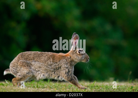 European Rabbits Oryctolagus cuniculus running jumps movement Germany ...