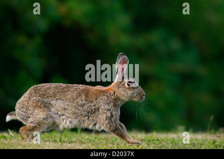 European rabbit / common rabbit (Oryctolagus cuniculus) running in field along forest edge Stock Photo