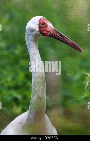 Grus leucogeranus (Leucogeranus leucogeranus), Siberian White Crane. Birds kept in captivity. Stock Photo