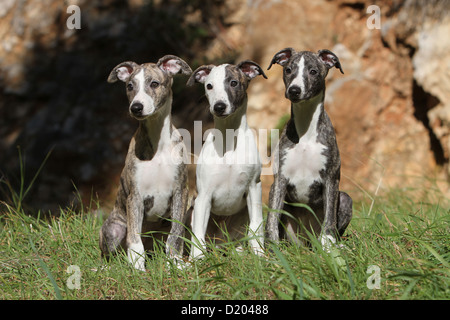 Dog Whippet (English Greyhound Miniature) three puppies sitting in the grass