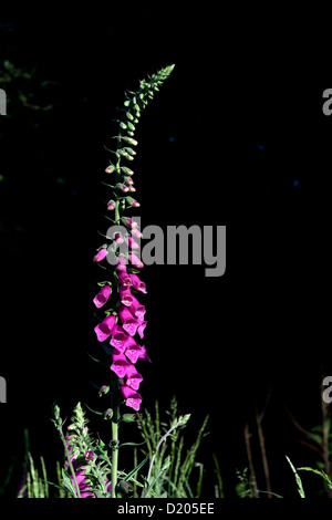 Fox gloves photographed in bright sunshine against shadow in a Wiltshire woodland. Stock Photo