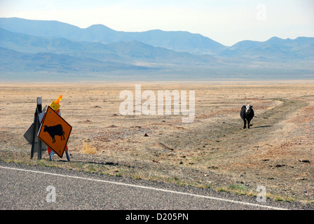 Cow approaching cow warning sign along Highway 50 in the open range of Nevada. Stock Photo