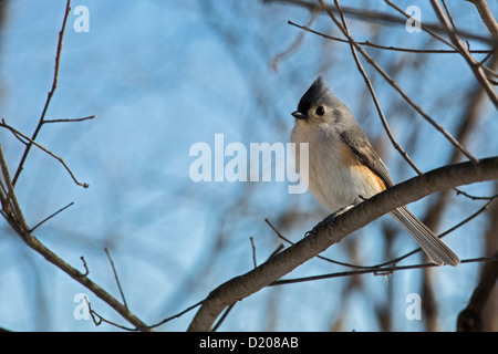 Milford, Michigan - Tufted titmouse (Parus bicolor). Stock Photo