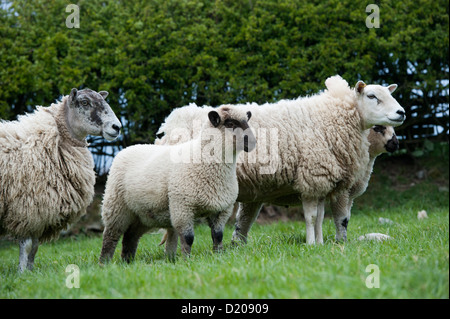 Crossbred sheep with lambs sired by Hampshire Down ram, grazing in pasture. Cumbria Stock Photo