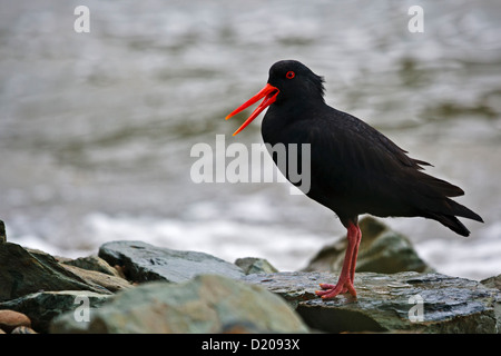 Variable Oyster Catcher, Haematopus unicolor, along the beach at Ocean Bay, Port Underwood, Marlborough District, South Island, Stock Photo