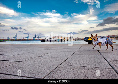 Dog at harbour, Puerto de la Luz, Las Palmas, Gran Canaria, Canary Islands, Spain, Europe Stock Photo