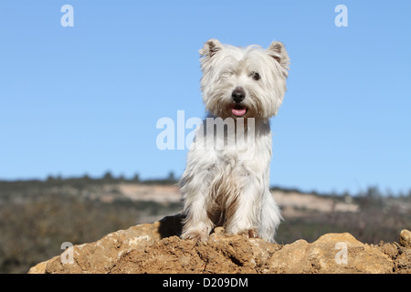 Dog West Highland White Terrier / Westie adult standing Stock Photo