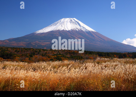 Mt. Fuji with Japanese silver grass in autumn, Japan Stock Photo