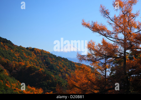 Mt. Fuji and Japanese larch in autumn, Yamanashi, Japan Stock Photo