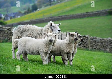 Crossbred sheep with lambs sired by Hampshire Down ram, grazing in pasture. Cumbria Stock Photo