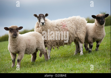 Mule sheep with tein lambs sired by Hampshire Down ram, grazing in pasture. Cumbria Stock Photo